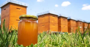Honey Bees for Sale: Lappe’s Nucs and Package Bees
